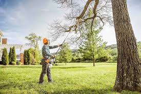 Professional  Tree Services in Turlock, CA