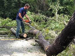  Turlock, CA Tree Services Pros