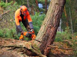 Best Fruit Tree Pruning  in Turlock, CA