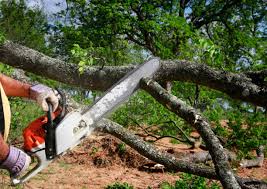 Best Tree Removal Service  in Turlock, CA