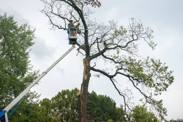 Best Tree Trimming and Pruning  in Turlock, CA