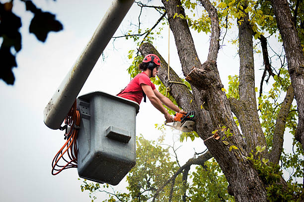 Best Leaf Removal Services  in Turlock, CA