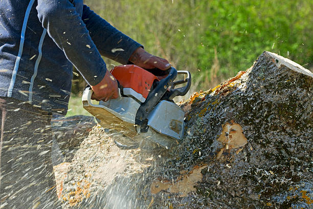 Best Tree Disease Treatment  in Turlock, CA