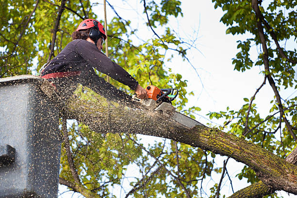 Best Root Management and Removal  in Turlock, CA